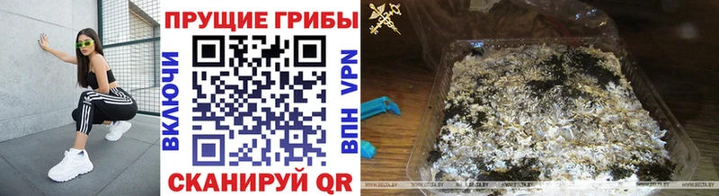 Псилоцибиновые грибы Psilocybine cubensis Лебедянь